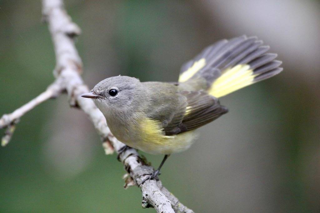 American Redstart (female) by Jeremy Meyer is licensed under CC BY 2.0